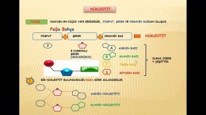 DNA VE GENETİK KOD 8.SINIF 2. ÜNİTE (LGS)