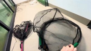 Какими сачками вылавливать скатов в аквариуме?