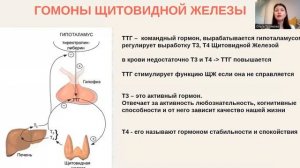 Щитовидная железа - счастливая женщина. Стресс/дистресс угнетает щитовидную железу женщины