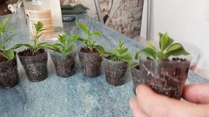 Первая корневая подкормка укорененных из почки гортензий.