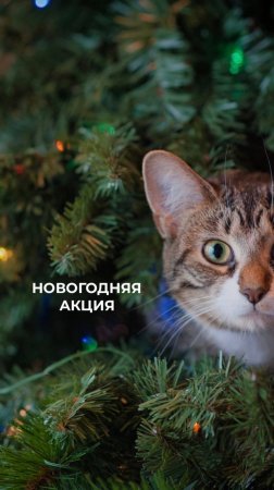 Акция! ремонт -50%
