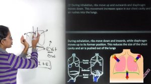 NCERT Class 7 Science Chapter 10: Respiration in Organisms (NSO/NSTSE) | English