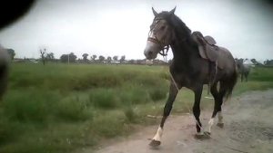 Обьездка  орловского рысака