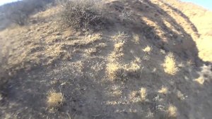 Охота на кеклика в Кыргызстане.