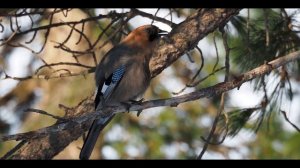 Моя Родина  - Бурятия