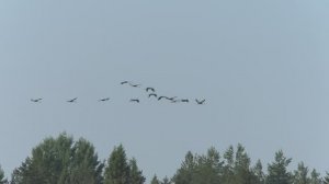 Август 2023. Журавли.