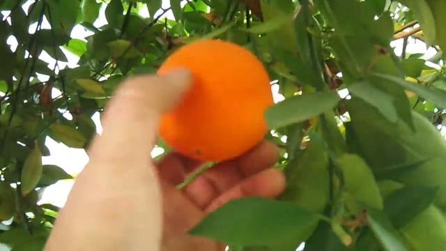 Citrus Garden in Bulgaria - Kuklen смотреть онлайн
