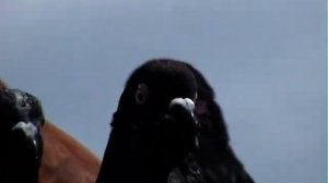 Фильм 63. В  разделе  Кг.Мариупольские  без  кружные  голуби  Скударь  П. Шкиндер О.Часть 1.