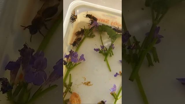 Solitary Mining Bees, Andrena, and Honeybee: Why are They So Different? #bees #entomology