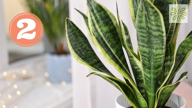 5 Best houseplants Absorb radiation from computers( NASA recommended ) смотреть онлайн