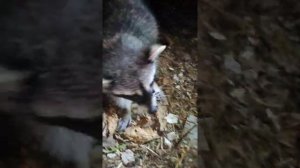 Еноты на Красной поляне