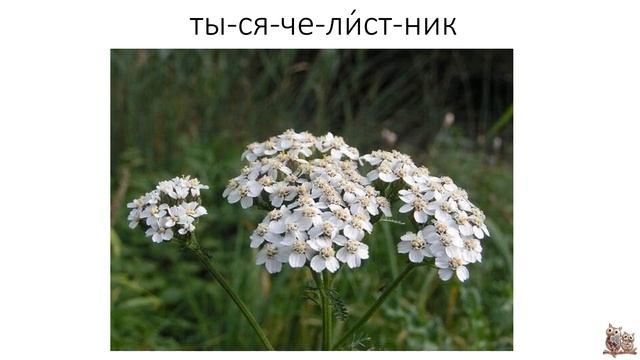 Растения луга