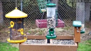 Liverpool FeederWatch Live Stream