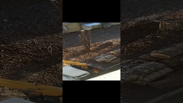 убирают пеньки спиленные