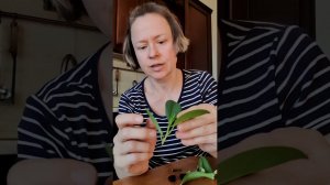 Укоренение черенков: юкка, бегония, фикус макламе, хатиора