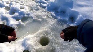 РЫБАЛКА У ДОМА!НЕВЕРОЯТНЫЕ ПОКЛЕВКИ ВЕСЕННЕЙ РЫБЫ!!!