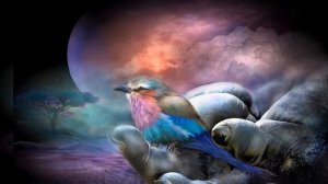 гр.Ситория- Ц1ару билбил