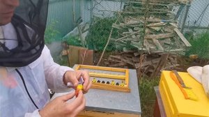 Заселение 4-х местных микронуклеусов для начинающих!!!