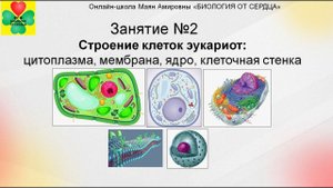 ЛЕТНИЙ КУРС. ЗАНЯТИЕ №2. СТРОЕНИЕ КЛЕТОК ЭУКАРИОТ: ЦИТОПЛАЗМА, МЕМБРАНА, ЯДРО, КЛЕТОЧНАЯ СТЕНКА"