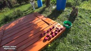 Как хранить дома свёклу и морковь.