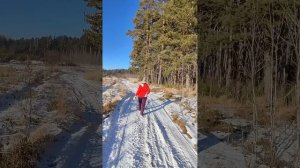 За сосновыми ветками в соседний лес к Новому году