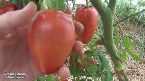 Томат АБАКАНСКИЙ РОЗОВЫЙ. Твёрдый середнячок.