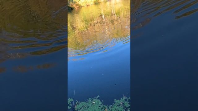КЛЮНУЛА ,,СЕЛЕДКА"          #2024 #плотва #fishing #рыбалка #поплавок #ловим #рыболовная