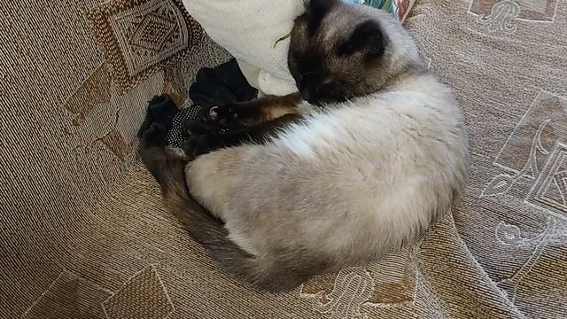 Хроника приучения кота Барона 1 ноября смотреть онлайн