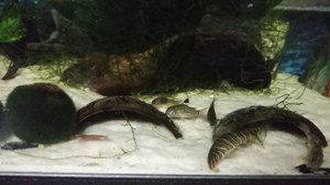 Боция стриата щёлкает