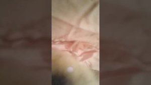 Если гусенок родился с дефектом как его спасти