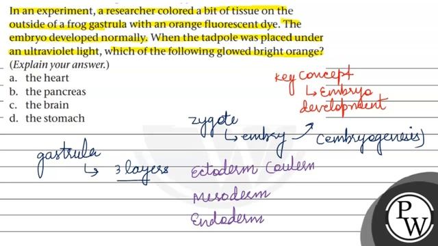 In an experiment, a researcher colored a bit of tissue on the outside of a frog gastrula with an... смотреть онлайн