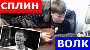 Сплин - Волк аккорды 🎸 кавер табы как играть на гитаре