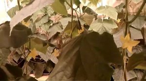 Второй оборот . Увеличение плотности посадки до 4 растений на м2.