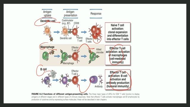 CSIR NET 2022  PYQ  MHC I AND II T CELL INTERACTION, ANTIGEN PRESENTATION, ENDOGENOUS