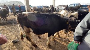 Ош УЧКУН Мал базар || Букалар САТЫЛДЫ. Баксаң ушундай БАК БУКАНЫ.