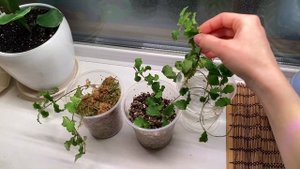 Укоренение черенков Хойи