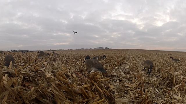 Single goose kill in Wisconsin GO PRO смотреть онлайн
