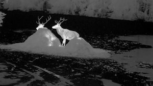 Pulsar Thermion 2 LRF XP50 Pro - Red Deer