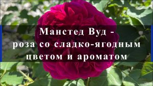 Манстед Вуд - роза со сладко-ягодным цветом и ароматом