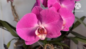 Орхидеи Montreux Монтре, Maro Маро, Kimono Кимоно, Wild Cat Дикий Кот- домашние роспуски #phal