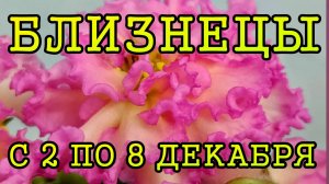 БЛИЗНЕЦЫ таро прогноз на неделю с 2 по 8 ДЕКАБРЯ 2024 года.
