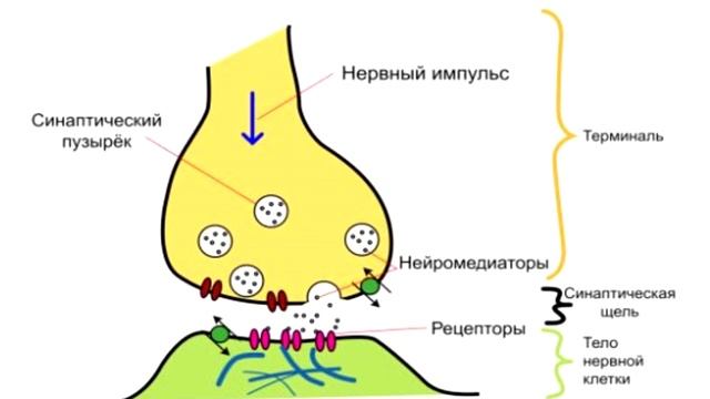 Антидепрессанты/Кому и зачем/Принципы и механизмы действия