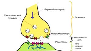 Антидепрессанты/Кому и зачем/Принципы и механизмы действия