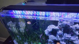 Review of SEAOURA Led Aquarium Light for Plants-Full Spectrum Fish Tank Light with Timer Auto On/Of