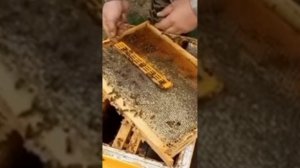 Малыхин_ Про изоляцию маток - Феномен Заполярья