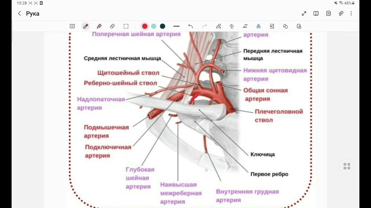 6. Лестничные щели, их содержимое. Топография подключичной артерии и вены. Ямка Моренгейма.