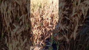 Десикация пшеницы глифосатом. Результат через 7 дней