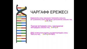 ДНҚ (Дезоксирибонуклеин қышқылы) құрылымы