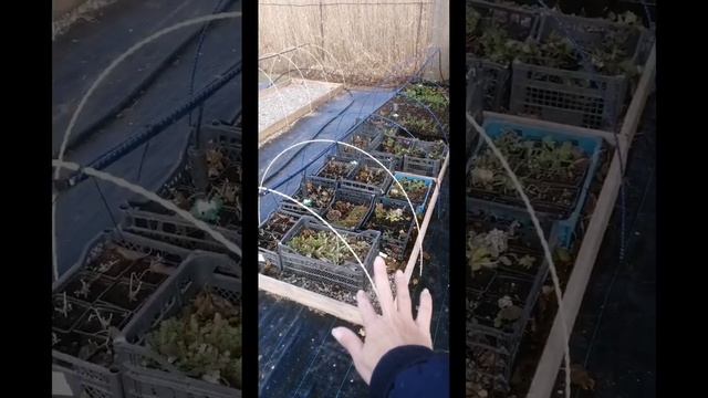 Осенние работы в саду