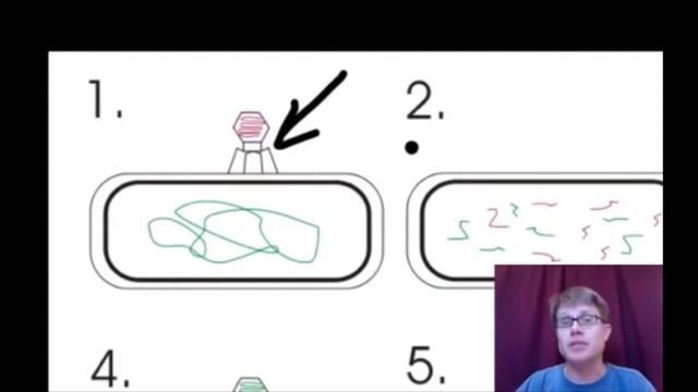 Genetik Çeşitliliği Arttıran Mekanizmalar | Bozeman (Biyoloji) смотреть онлайн